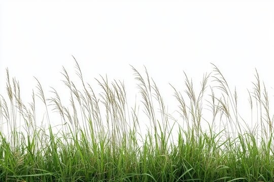 Green grass and reeds blowing in wind, isolated