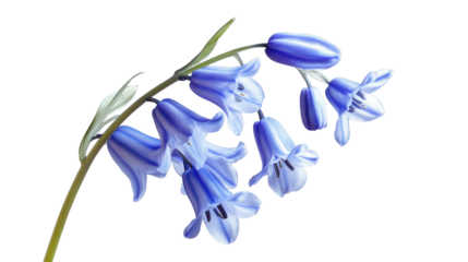Delicate bluebell flowers blooming on transparent background