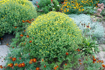 Round bushes of yellow chrysanthemums. Greening, landscape design