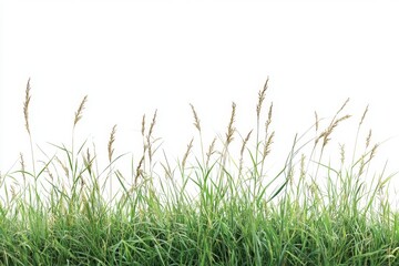 Green grass isolated on white background, nature, summer, design element