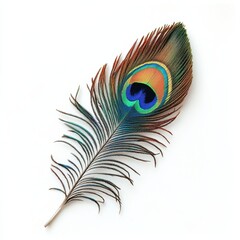 Obraz premium Vibrant peacock feather showcasing intricate patterns and colors, highlighting nature's beauty