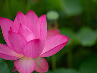 lotus flower 