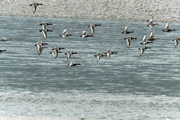 flock of ducks