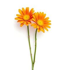 Beautiful Orange Daisies, Vibrant Flowers, Nature Photography, Floral Art, Stunning Blooms, Botanical Beauty, Garden Inspiration, Fresh Flowers, Spring Blossoms, Colorful Petals