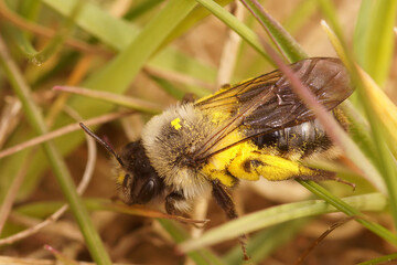 Closeup on a female grey-backed mining bee, Andrena vaga loaded with pollen in the grass