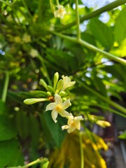 Papaya flowers blooming on branch in Thailand.