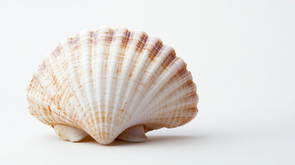 Obraz premium sea shells on white background