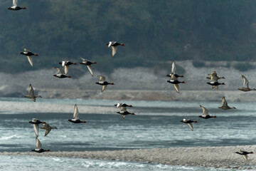 flock of ducks