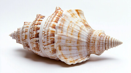 Obraz premium sea shell isolated on white