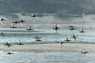 flock of ducks