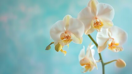 Obraz premium A beautiful close-up of a white orchid flower with a blurred background. The orchid is in focus and the petals are a delicate white color.
