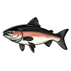 Obraz premium trout fish isolated on white