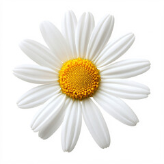 white daisy flower with yellow center isolated on white background