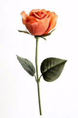 single orange rose flower stem isolated on white background