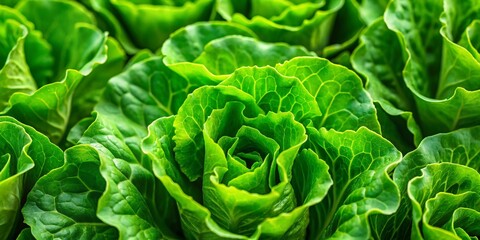 Obraz premium Crisp Green Lettuce, Full Frame Minimalist Photography