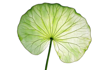 Isolated Backlit Lotus Leaf with Veins Visible