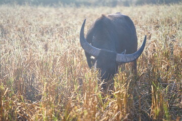 A water buffalo grazes on straw and rice stubble in a harvested paddy field, evoking the simple...