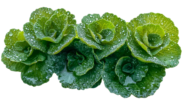 Lush Green Leaves with Water Droplets on White Background: Vibrant Freshness and Vitality