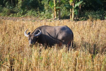 A buffalo in the field