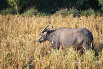 A water buffalo grazes on straw and rice stubble in a harvested paddy field, evoking the simple agricultural life of the countryside