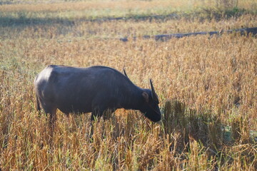 A water buffalo grazes on straw and rice stubble in a harvested paddy field, evoking the simple agricultural life of the countryside