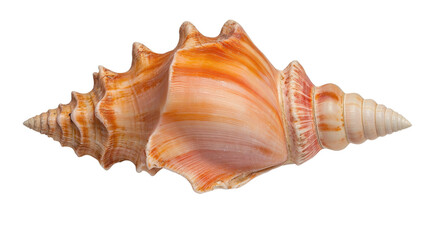 A beautiful sea shell showcasing intricate patterns and vibrant colors.