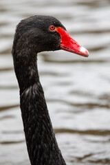 Black Swan