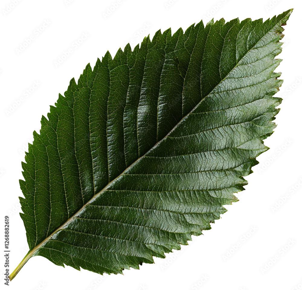 Poster isolated green elm leaf displaying detailed veins and pattern on transparent backdrop