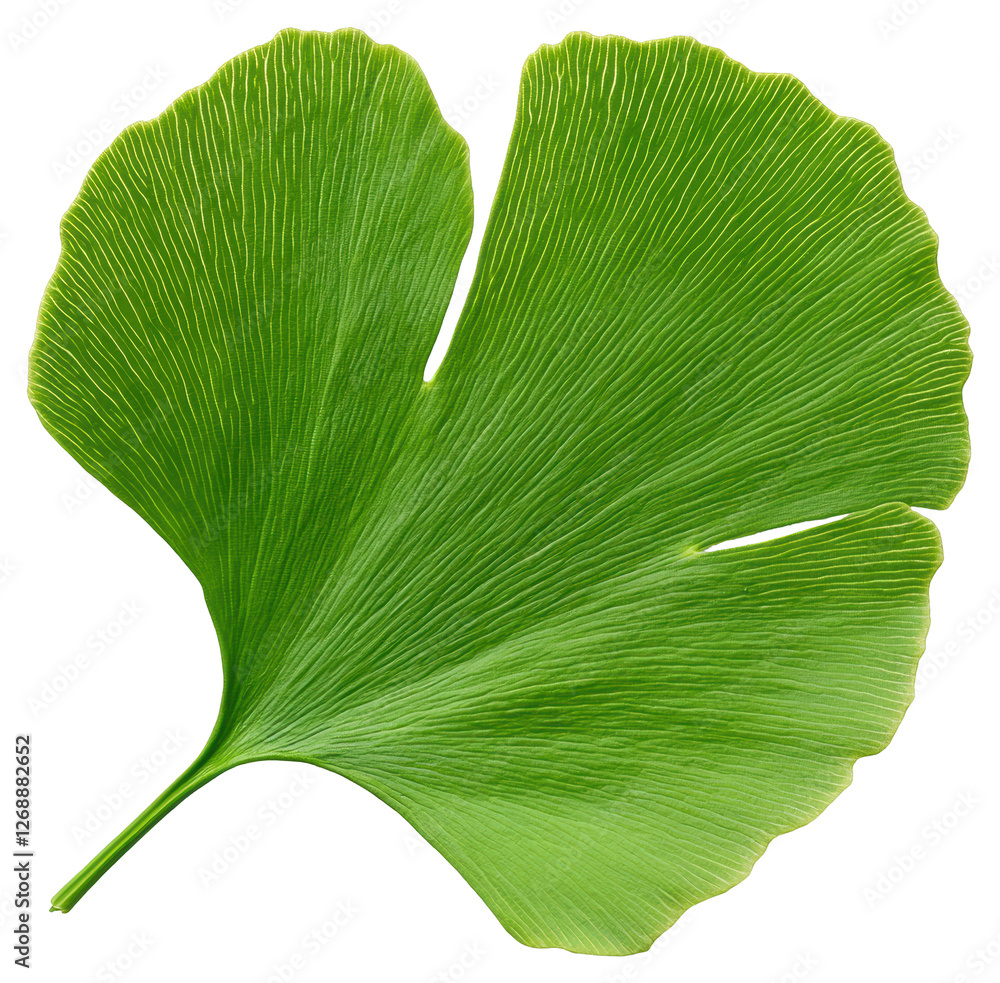 Poster isolated green ginkgo leaf with visible veins on transparent background in macro detail