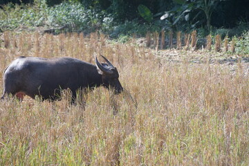 A water buffalo grazes on straw and rice stubble in a harvested paddy field, evoking the simple agricultural life of the countryside