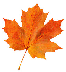 Orange and Red Autumn Maple Leaf Isolated on Transparent Background