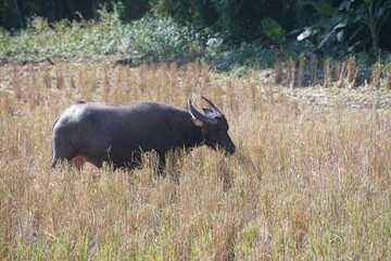 A water buffalo grazes on straw and rice stubble in a harvested paddy field, evoking the simple...