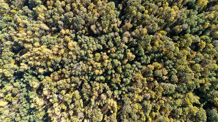 Forest with trees in various shades of green and yellow. Golden colors of a beautiful September forest