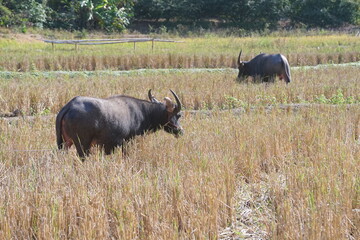 A water buffalo grazes on straw and rice stubble in a harvested paddy field, evoking the simple agricultural life of the countryside