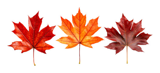 Obraz premium Maple leaves isolated on transparent background