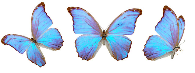 Three blue butterflies flying on a white background