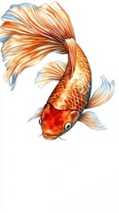 Fototapeta premium A vibrant koi fish with colorful scales swimming gracefully.