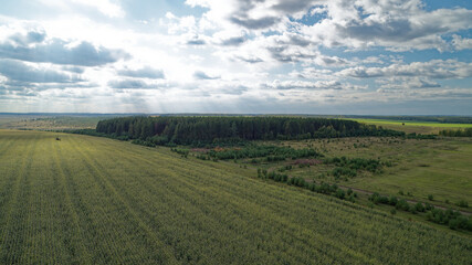 Large field of green grass and trees with a cloudy sky in the background. Golden colors of a beautiful September forest