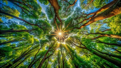 Drone View of Lush Green Forest Canopy, Sunlight Dappling Through Leaves