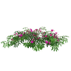 Free PNG 3d illustration of Ipomoea-horsfalliae 4 tree frontal isolated transparent background perfectly cutout high resolution