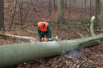 ein Holzfäller mit Kettensäge / Motorsäge bei der Arbeit