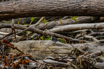 tree in the forest