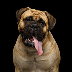 Funny portrait of bullmastiff isolated on black background