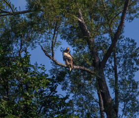 vulture on tree