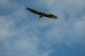 american bald eagle