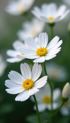Obraz premium Delicate gypsophila blooms, tiny white petals, close-up view , blossom, closeup