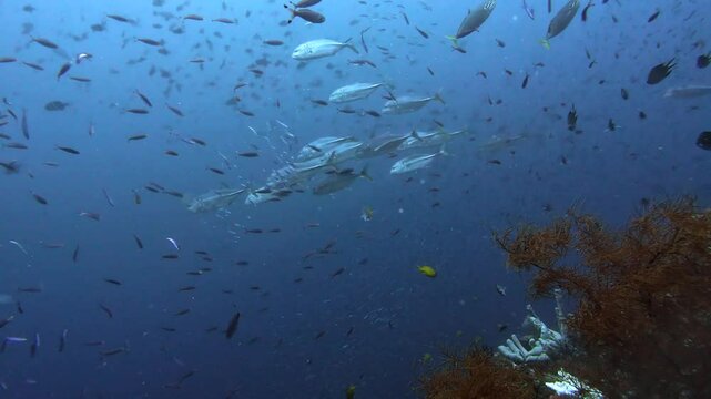 A diverse array of fish species swarms across the reef in Raja Ampat, creating a mesmerizing underwater scene. This thriving marine ecosystem is home to an incredible variety of life