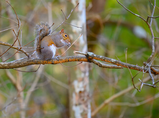An eastern gray squirrel, Sciurus carolinensis, is the classic pose of sitting under its tail while eating a nut.