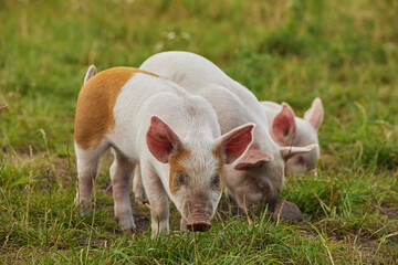 Eco pig farm in the field in Denmark. Cute piglets in the pasture