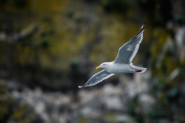 seagull in flight